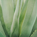 Close-up of aloe vera plant leaves, highlighting natural ingredients in skincare products