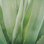 Close-up of aloe vera plant leaves, highlighting natural ingredients in skincare products