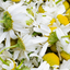 Cluster of fresh chamomile flowers, emphasizing natural and soothing skincare ingredients