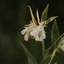 Delicate white flowers with long petals on a dark green background, showcasing natural botanical ingredients