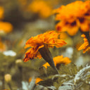 Vibrant orange marigold flower in close-up, highlighting natural ingredients with antioxidant properties