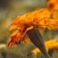 Vibrant orange marigold flower in close-up, highlighting natural ingredients with antioxidant properties